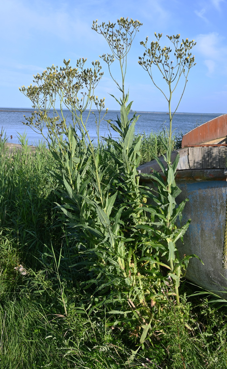 Изображение особи Sonchus palustris.
