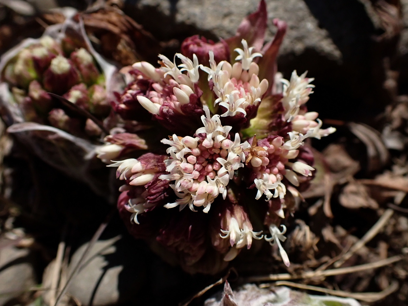 Image of Petasites tatewakianus specimen.