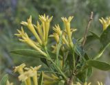 Cestrum parqui. Верхушка ветви с соцветиями. Испания, Каталония, пров. Жирона, комарка Баш Эмпорда, муниципалитет Калонже, незастроенный участок. 01.05.2026.