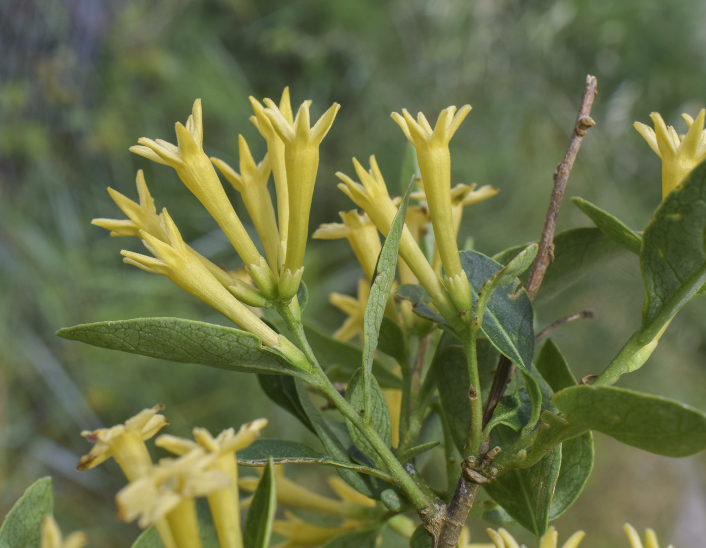 Изображение особи Cestrum parqui.