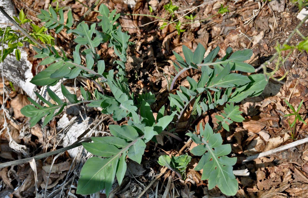 Image of Rhaponticoides ruthenica specimen.