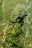 Hieracium virosum