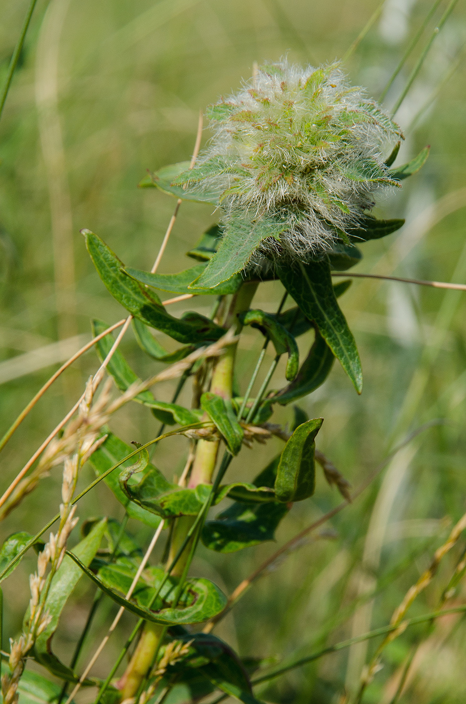 Image of Hieracium virosum specimen.