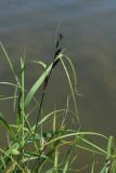 Carex acuta. Верхушка плодоносящего побега. С.-Петербург, Петергоф, Луговой парк, берег пруда. 07.06.2026.