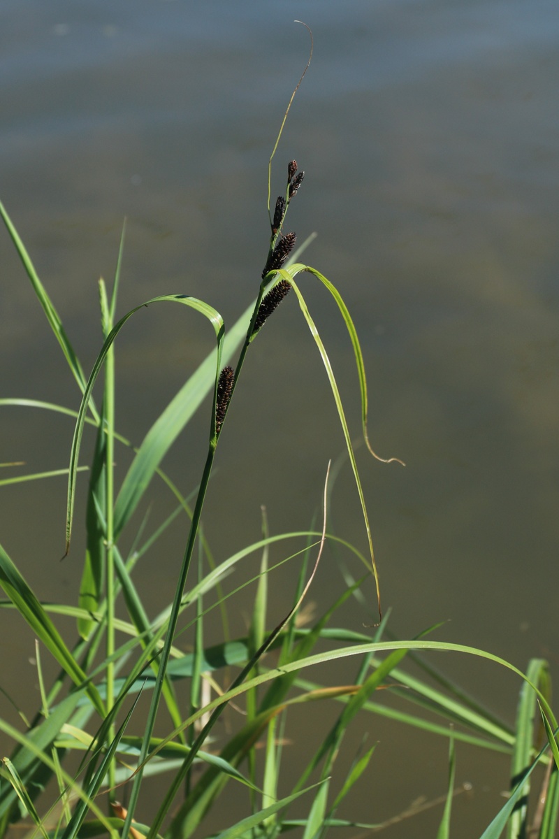 Image of Carex acuta specimen.