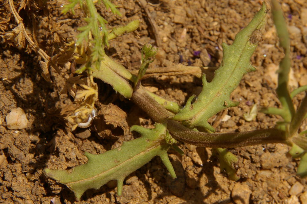 Изображение особи Valerianella pumila.