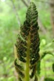 Osmundastrum asiaticum. Верхушка фертильной вайи. Хабаровский край, г. Комсомольск-на-Амуре, ООПТ \"Кедрово-тисовая роща\", смешанный лес с преобладанием Betula, вдоль лыжной трассы. 24.05.2026.