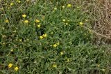 Calendula subspecies tomentosa