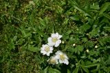 genus Rosa. Верхушка цветущего растения. Грузия, край Самцхе-Джавахети, Ахалцихский муниципалитет, левый борт р. Цинубанисцкали, 1,5 км выше по течению от горячего источника Цинубани, выс. 1140 м н.у.м., луг. 9 июня 2026 г.
