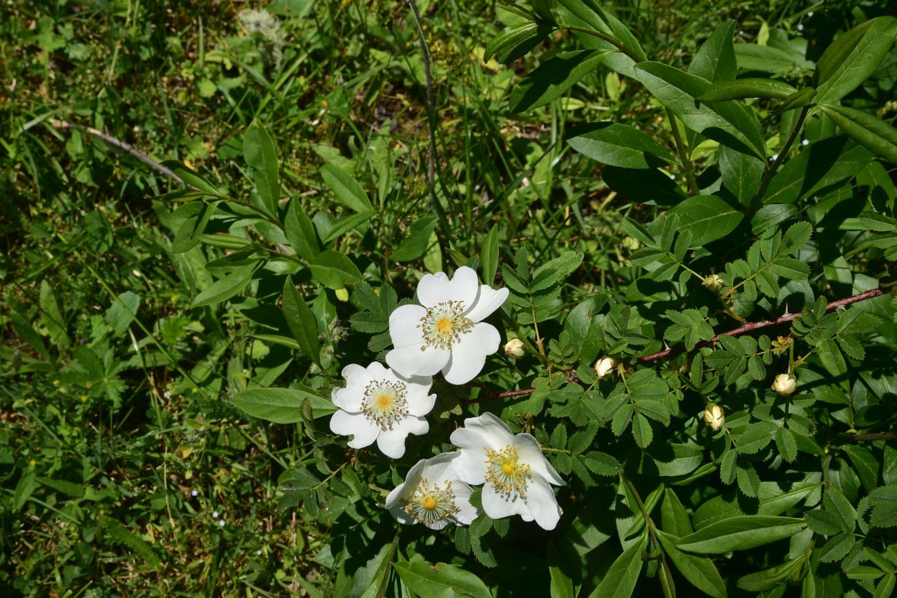Image of genus Rosa specimen.