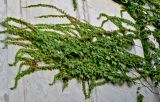 Parthenocissus tricuspidata. Побеги. Португалия, Азорские о-ва, о-в Сан-Мигел, г. Понта-Делгада, в культуре. 11.08.2025.