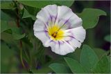 Convolvulus tricolor. Цветок (v.minor Кокарда голубой, белоцветковая форма). Московская обл., Раменский р-н, окр. дер. Хрипань, садовый участок. 24.08.2026.