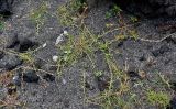 Cynodon dactylon. Вегетирующие растения. Португалия, Азорские о-ва, о-в Сан-Мигел, г. Понта-Делгада, каменисто-песчаный пляж. 12.08.2025.