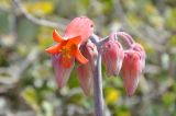 Tylecodon paniculatus. Соцветие с распустившимся цветком и бутонами. ЮАР, Западно-Капская пров., мыс Доброй Надежды, скалистый закустаренный склон, обрывающийся в океан. 27 ноября 2014 г.