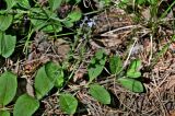 Veronica officinalis