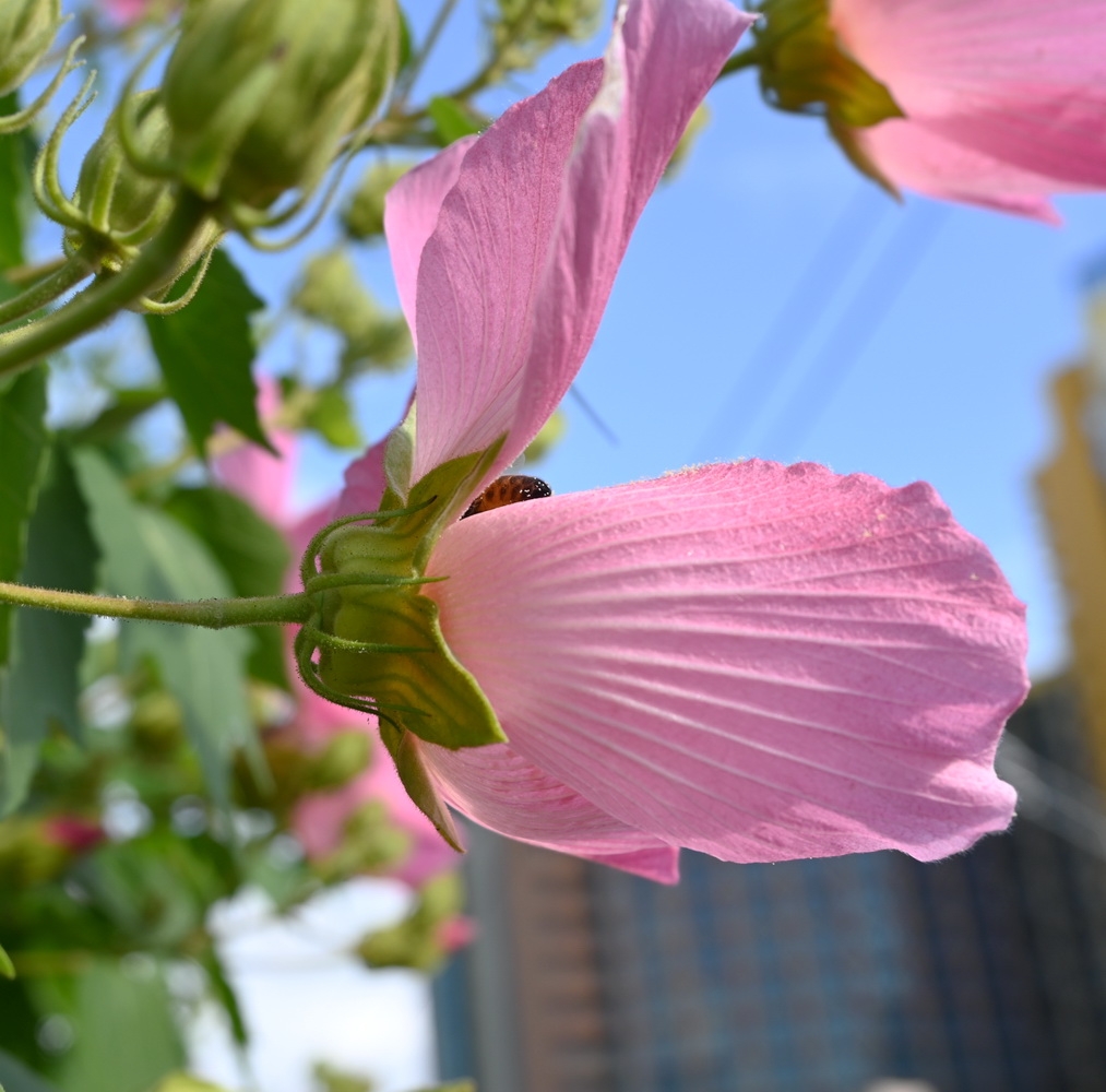 Image of Hibiscus mutabilis specimen.