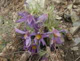 Pulsatilla usensis