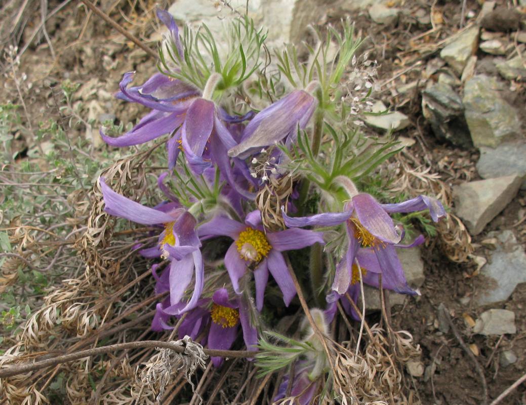 Image of Pulsatilla usensis specimen.