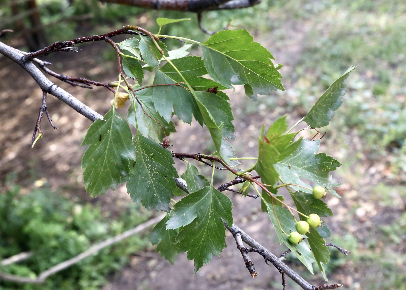 Изображение особи Crataegus chlorocarpa.