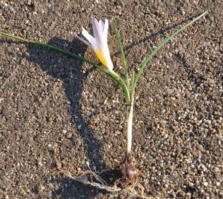Image of Romulea columnae specimen.