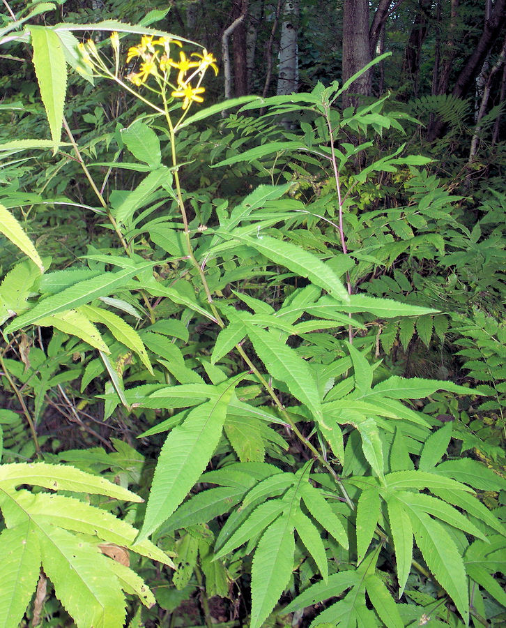 Image of Senecio cannabifolius specimen.