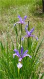 Iris musulmanica