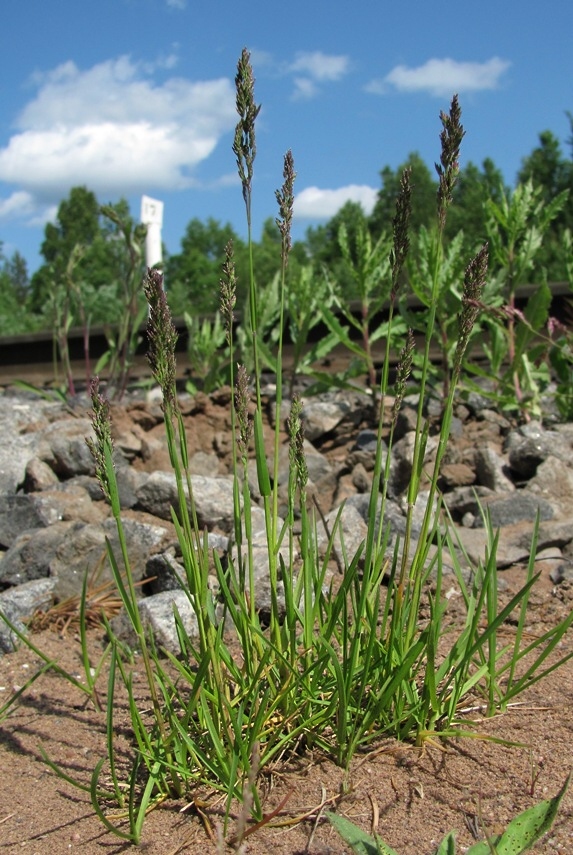 Изображение особи Poa pratensis.