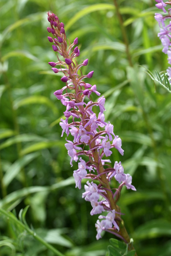 Image of Gymnadenia densiflora specimen.