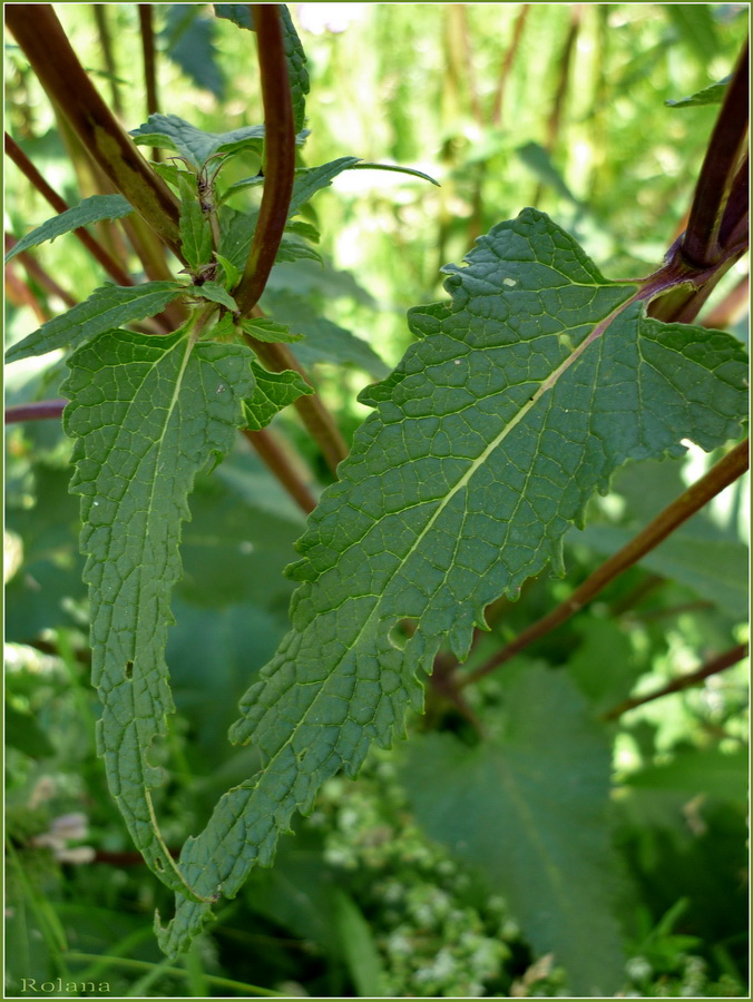 Image of Phlomoides tuberosa specimen.