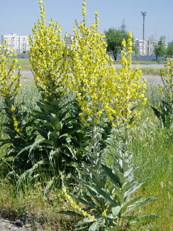 Изображение особи Verbascum songaricum.