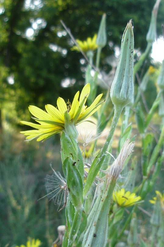 Изображение особи род Tragopogon.