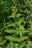 Lysimachia vulgaris