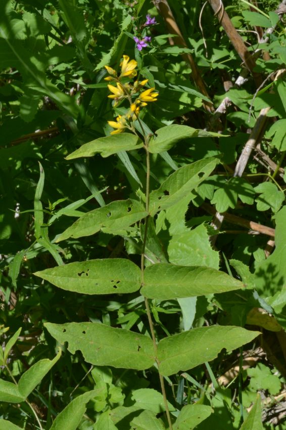 Изображение особи Lysimachia vulgaris.