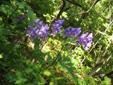 Aconitum sczukinii