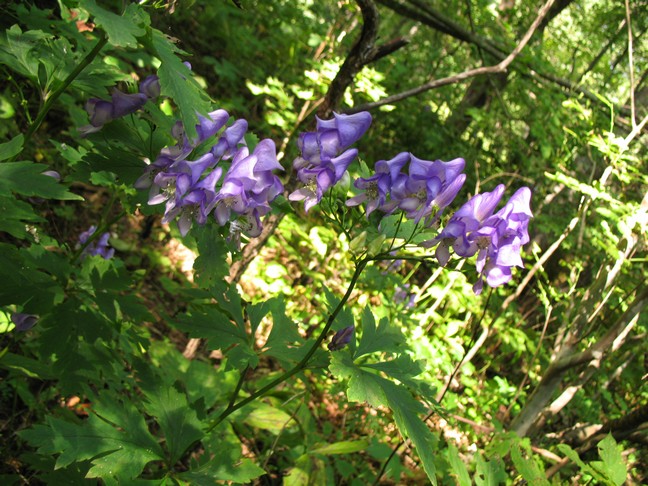 Image of Aconitum sczukinii specimen.