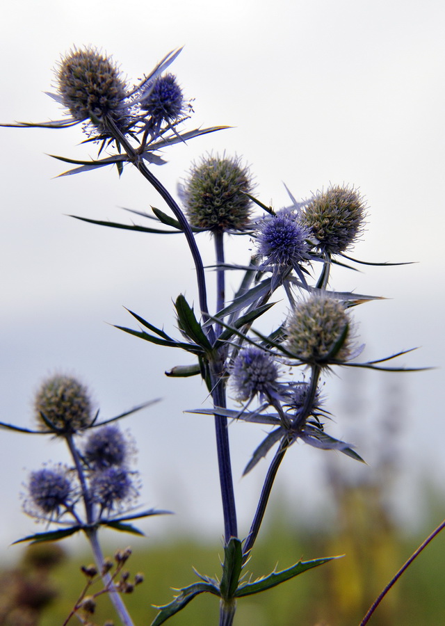 Изображение особи Eryngium planum.