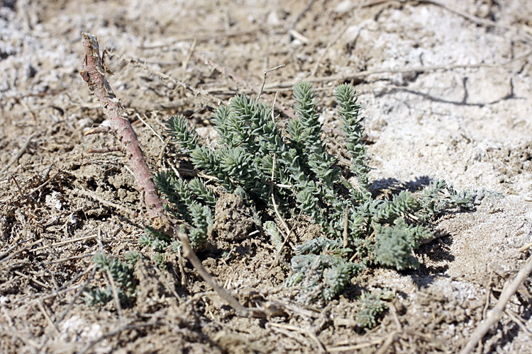 Image of genus Tamarix specimen.