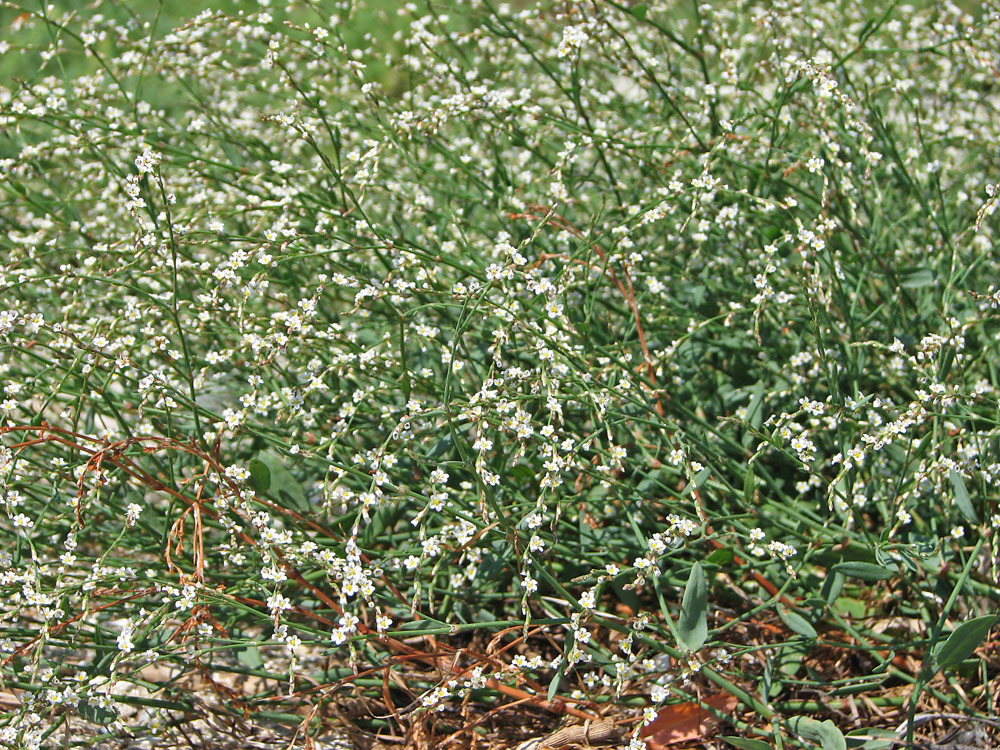 Image of Polygonum pulchellum specimen.