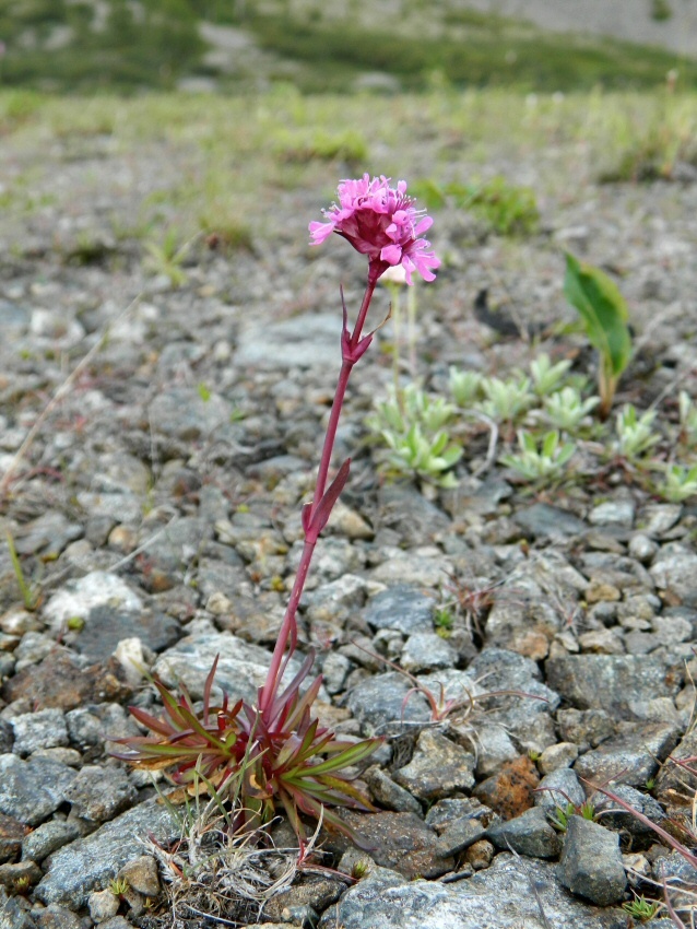 Image of Viscaria alpina specimen.