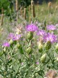 Acroptilon repens