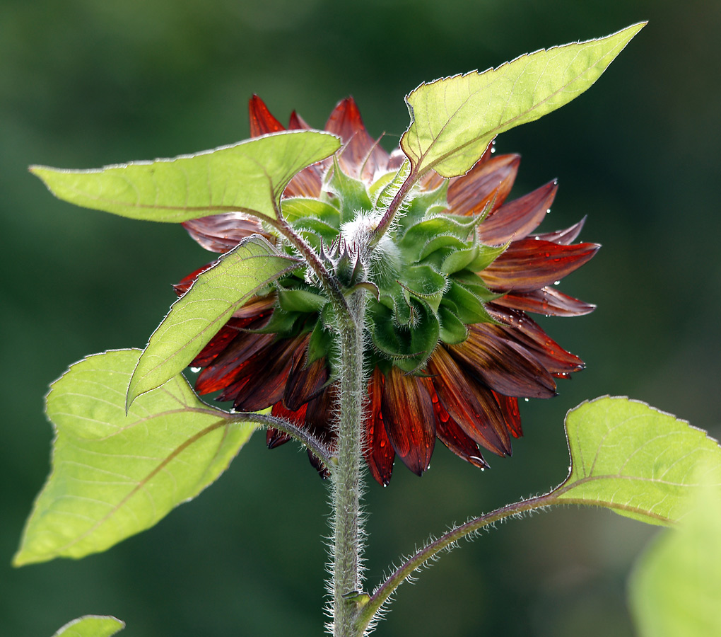 Image of Helianthus annuus specimen.