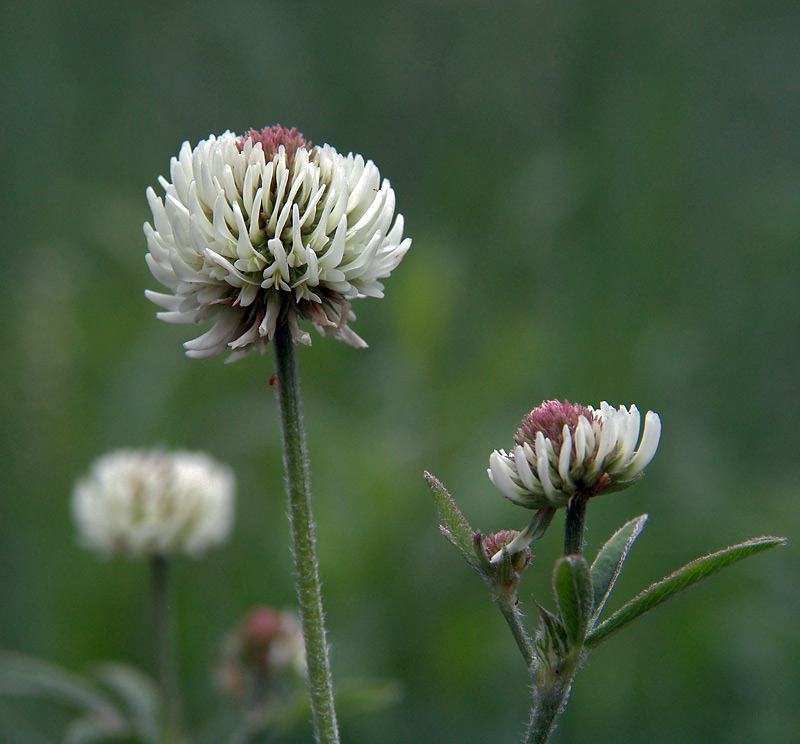 Изображение особи Trifolium montanum.