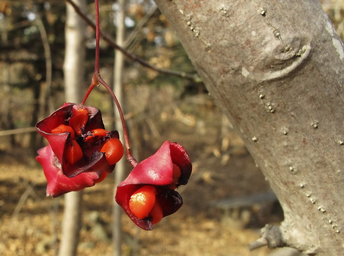 Изображение особи род Euonymus.