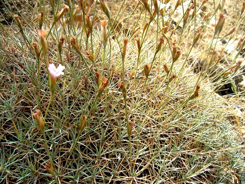 Изображение особи Acantholimon strictum.
