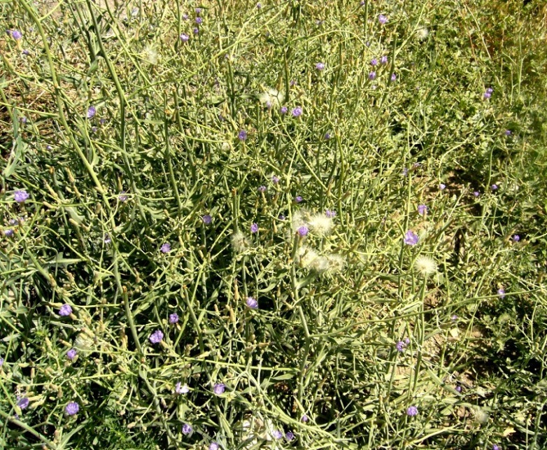 Image of Lactuca tatarica specimen.