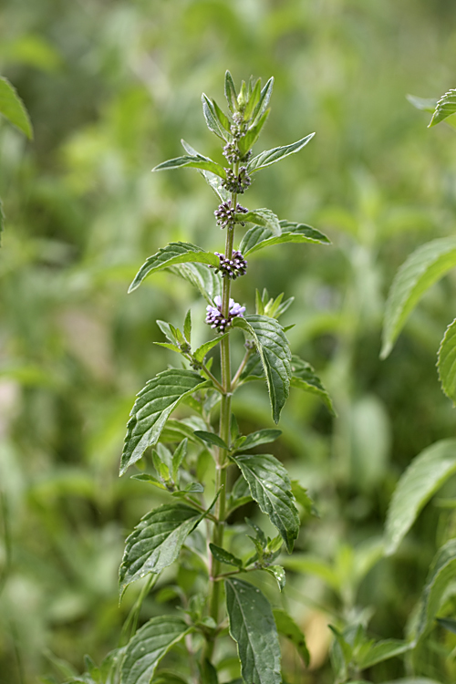 Image of Mentha arvensis specimen.
