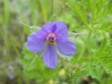 Erodium ciconium