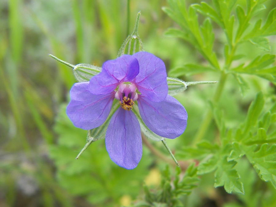 Изображение особи Erodium ciconium.