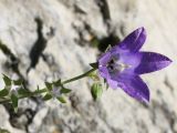 Campanula woronowii