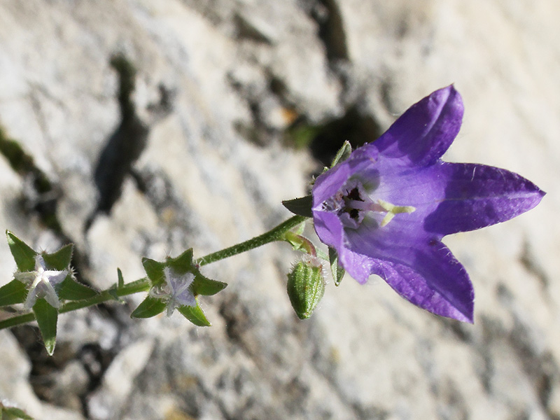 Image of Campanula woronowii specimen.